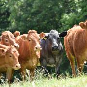 Prospects are stable for the beef industry, says HCC.