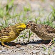 A Yellowhammer feeding a chick. Picture by Luce Green.