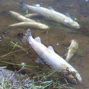 Dead fish in the River Teifi. PICTURE: Steffan Jones.
