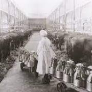 The modern milking revolution began in New Zealand more than 100 years ago.