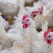 Powys Council is being challenged over its chicken farm policy.