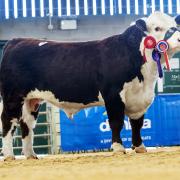 Top call of 12,000gns Normanton 1 Whiskey. Picture: Catherine Macgregor