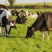 Dairy cows. Stock picture