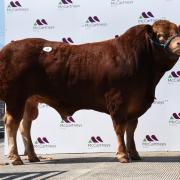 Top lot  at 13,000gns was pre-sale show class winner Loosebeare Shifty.
