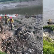 Cow rescued from river Wye