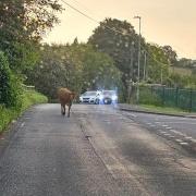 The bullock on the loose in Summerhill.