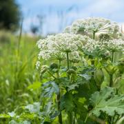 People are being urged to report sightings of giant hogweed.