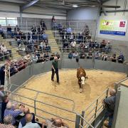 One of the pedigree herd of Santa Maria Polled Hereford cattle in the sale ring at Shrewsbury Auction Centre.
