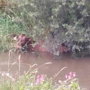 The cow was stuck in the river and just visible. Picture: Jason Thomas