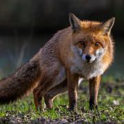 At least nine fox hunts are still operating across national parks in Wales, the League said.