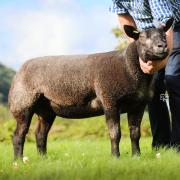 Leading the Welshpool trade for Blue Texels at 1,000gns was a shearling ewe from the Dovery flock. Image: Welshpool Livestock Sales