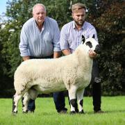 Selling for 2,650gns was a shearling ram from F W Jones and Son’s Plaish flock. Image: Kerry Hill Society