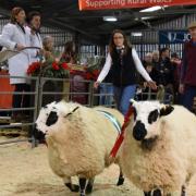 The Royal Welsh Winter Fair is offering free school trips. Image: RWAS