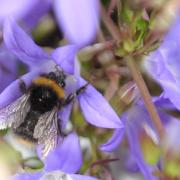 A reduction in pollinator numbers is a cause for concern. Picture: Debbie James