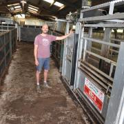Aled Evans' handling system prioritises safety and speed of cattle movement. Picture: Debbie James