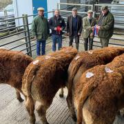 Judge Ben Attewell presents the champion's prize to Mike and Phil Wood watched by (from left) auctioneer James Evans, a director of Halls and Rob Kirton from the British Limousin Society.