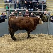 The record breaking Simmental steer in the sale ring at Shrewsbury Auction Centre. Image: Halls