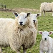 Lamb prices have soared in recent weeks.