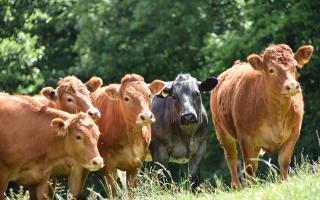 Beef prices holding steady, says HCC. Picture: HCC