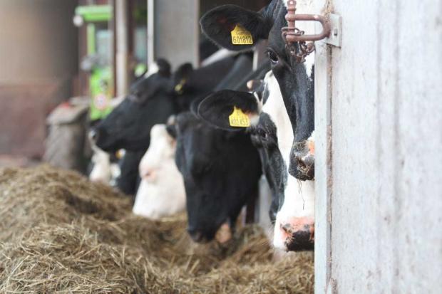 Five ways for dairy farms to tackle their carbon footprint.