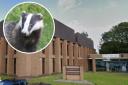 Wrexham Magistrates Court (Google) and, inset, a badger (Pixabay)