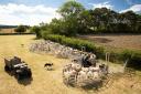 Mobile sheep handling systems such as the Alligator Pro are eligible for grant funding.