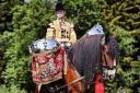 Dyfed Shire Horse Farm's Major Apollo (Ed) will play a key part in the coronation procession on Saturday.