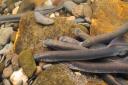 Incredible video footage of spawning brook lamprey has been captured by the LIFE Dee River project.