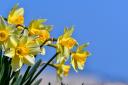 A new trial with daffodils in Welshpool could see a big change in greenhouse gas emissions from agriculture
