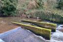 The Honddu Weir has been removed to improve the health of fish on the river