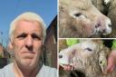 Paul Jones and some of his injured sheep (Images provided by Paul Jones)