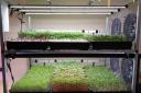 Hydroponics in action at the Northop campus. Image: Horticulture Wales