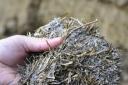 The biggest challenge for UK cattle producers is mycotoxin contamination of grass and maize silages