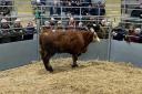 The record breaking Simmental steer in the sale ring at Shrewsbury Auction Centre. Image: Halls