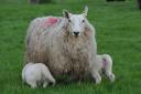Lamb producers will pay more levy to HCC from April. Picture: Debbie James