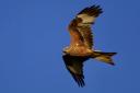 A red kite hovering in the sky as it nests in the valley below.