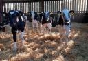 More than 80 per cent of Wales’ cattle herds have taken part in the voluntary scheme and have been screened for BVD.