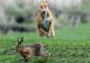 Landowners have welcomed action on hare coursing