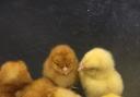 Day-old chicks are needed for an Irish poultry venture