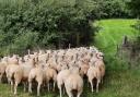 Three ewes have been killed in Powys.
