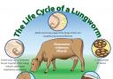 The lungworm life cycle