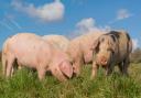 The Welsh Government has published a plan to ensure high standards of animal welfare
