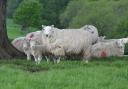 The cost of livestock theft can run into thousands of pounds for farmers Picture: Debbie James