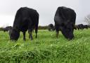 Cattle on a rotational grazing system in Wales