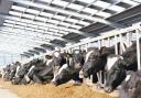 Milk merger comes under scrutiny