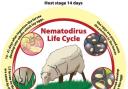Life cycle of nematodirus.