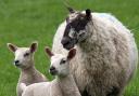 A major agricultural project is underway to deal with one of the diseases which can cause problems for lambs at this time of year.