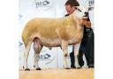Caereinion Emperor rules at Welsh Texels sale. Picture: Texel Sheep Society