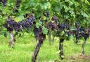Oaklea Vineyard has 3,000 hand-olanted vines