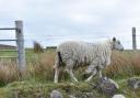 Sheep scab Sheep scab costs the UK sheep sector £78-202 million annually.